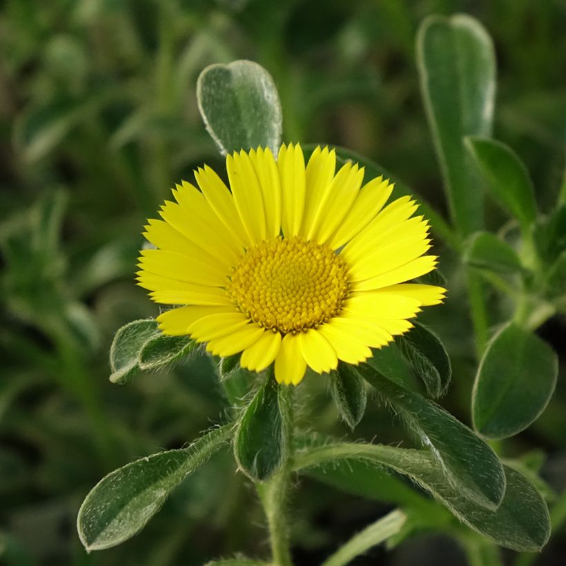 Pallenis maritima Aurelia Gold (Floração)