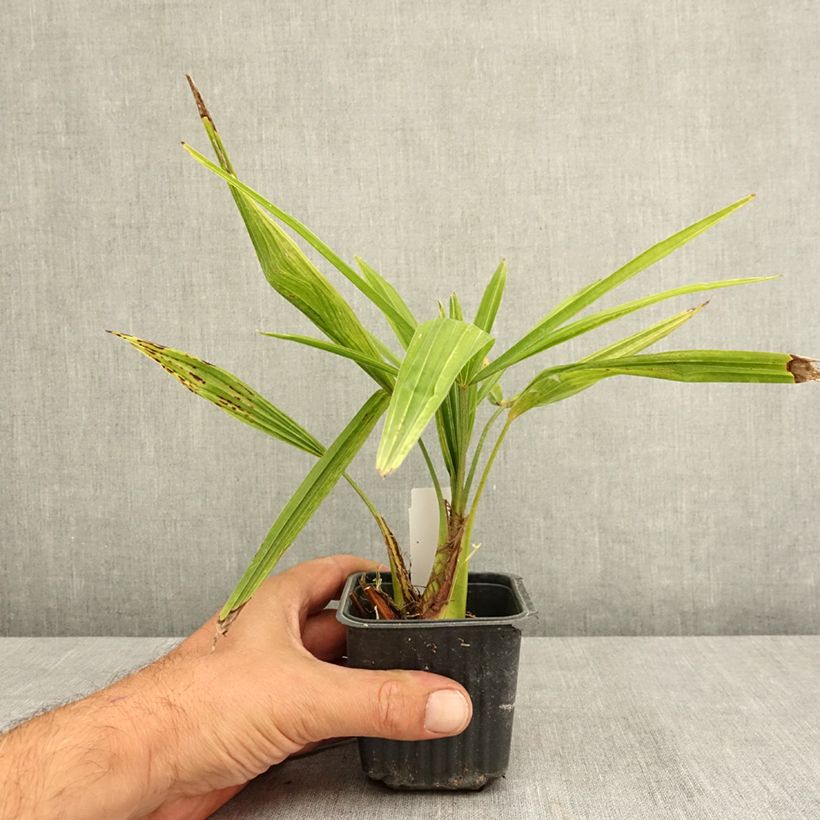 Amostra de Trachycarpus fortunei - Palmeira-do-moinho Vaso de 8/9 cm tal como entregue no verão