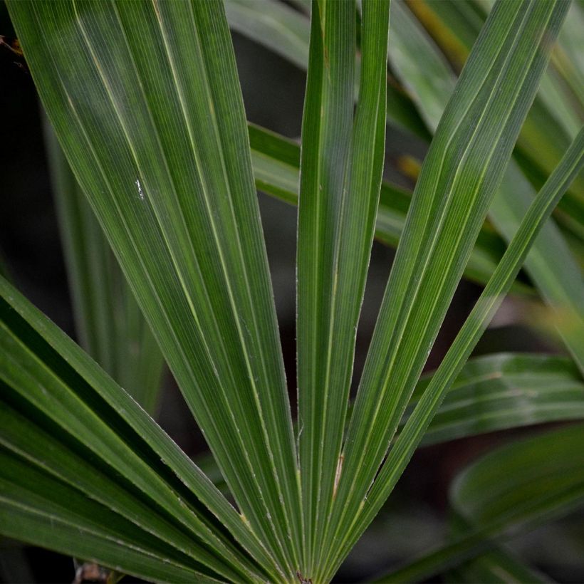 Trachycarpus fortunei - Palmeira-do-moinho (Folhagem)