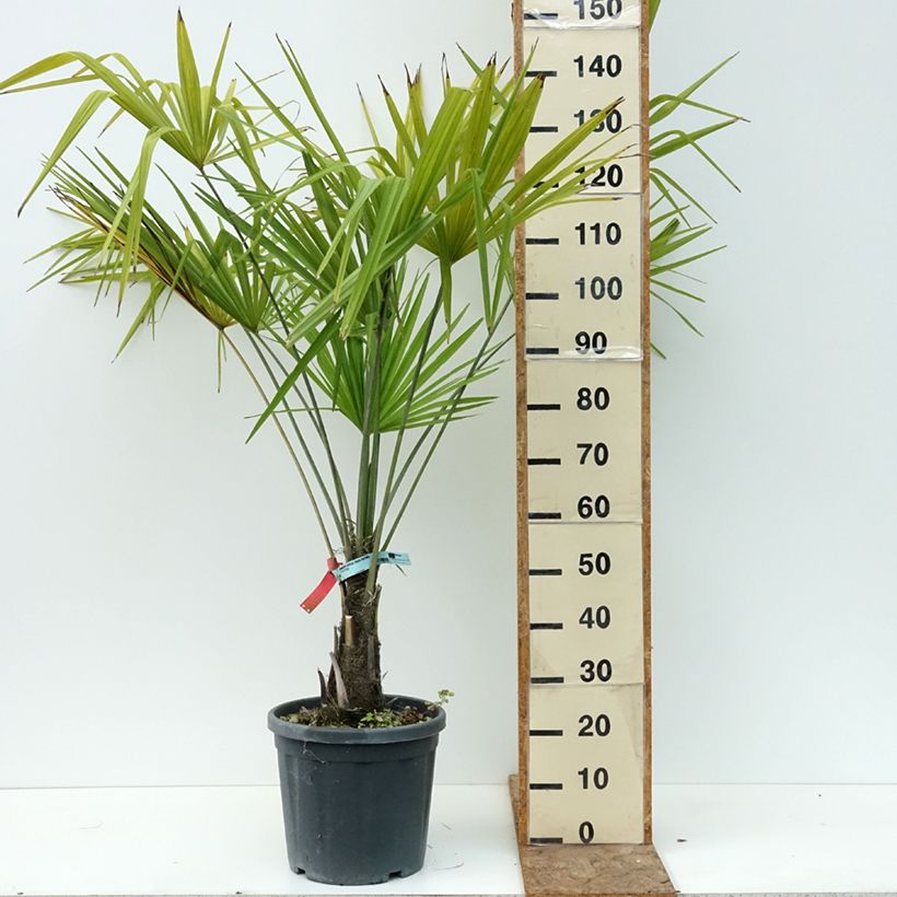 Amostra de Trachycarpus fortunei - Palmeira-do-moinho Vaso de 18 L/20 L tal como entregue no verão
