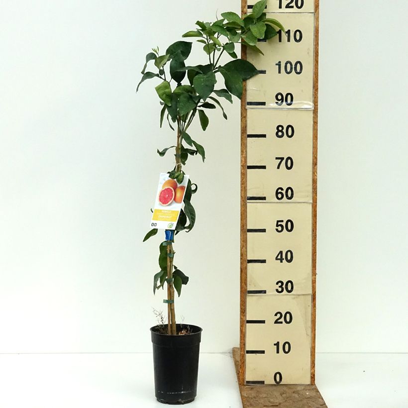 Amostra de Toranja - Citrus (x) paradisi Vaso de 3 L/4 L, Tufo tal como entregue no verão