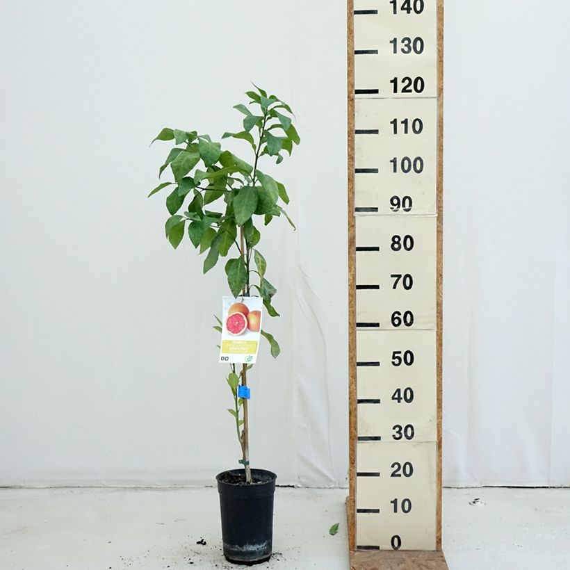 Amostra de Toranja - Citrus (x) paradisi Vaso de 7,5 L/10 L, Meia haste tal como entregue no outono