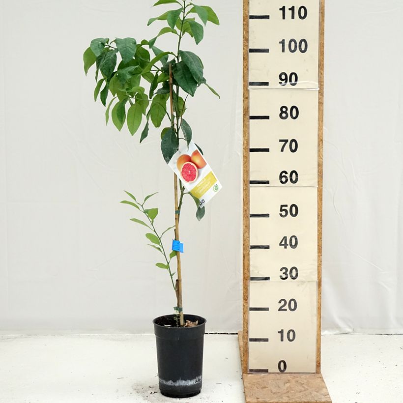 Amostra de Toranja - Citrus (x) paradisi Vaso de 7,5 L/10 L, Meia haste tal como entregue no verão