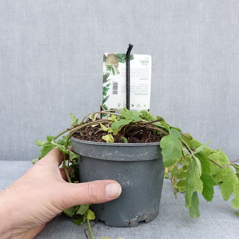 Amostra de Panais cultivé ou sauvage - Pastinaca sativa subsp. sativa Pot de 1,5L/2L tal como entregue no inverno