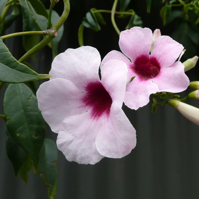 Pandorea jasminoides Rosea (Floração)