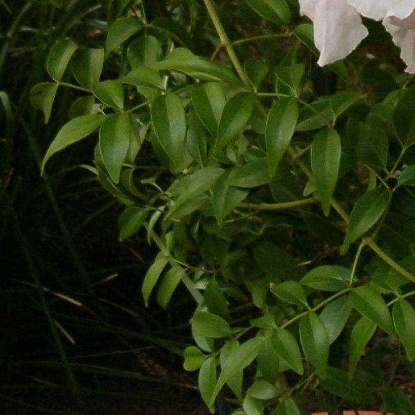 Pandorea jasminoïdes Branco (Folhagem)