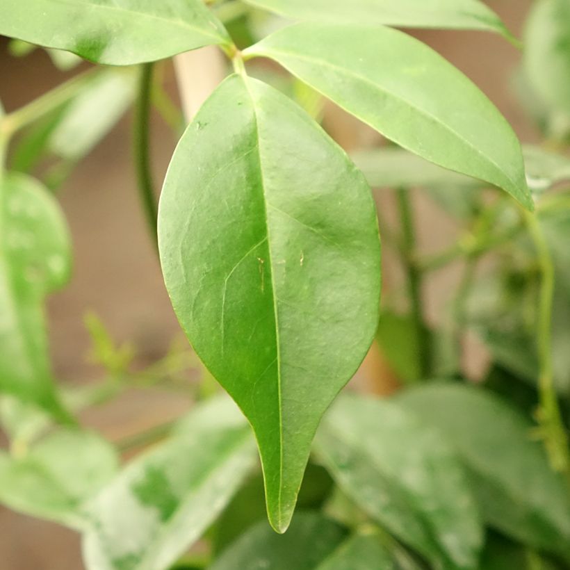 Pandorea jasminoides Rosea (Folhagem)