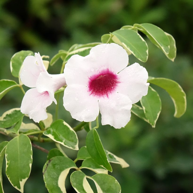 Pandorea jasminoides Variegata (Floração)