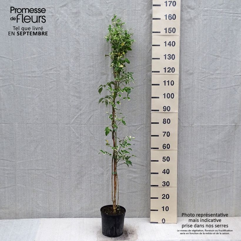 Amostra de Pandorea jasminoides Variegata - Bignone faux jasmin  Pot de 3L/4L tal como entregue no outono