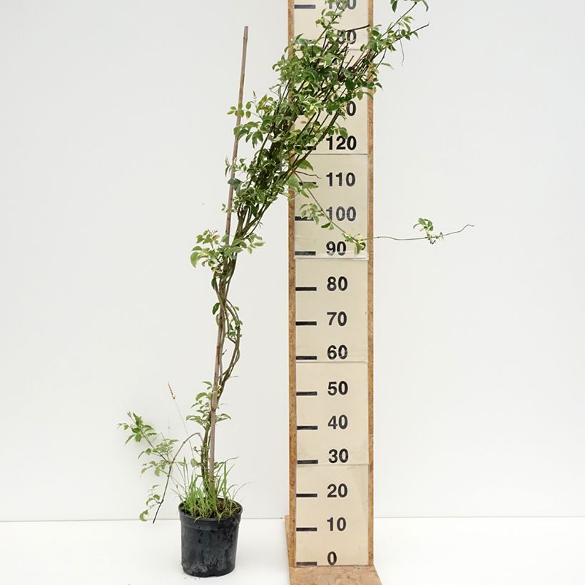 Amostra de Pandorea jasminoides Variegata Vaso de 3 L/4 L tal como entregue no verão