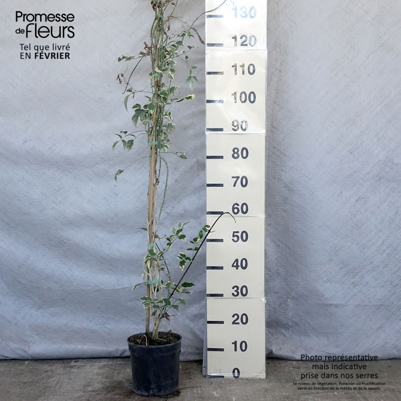 Amostra de Pandorea jasminoides Variegata - Bignone faux jasmin  Pot de 3L/4L tal como entregue no inverno