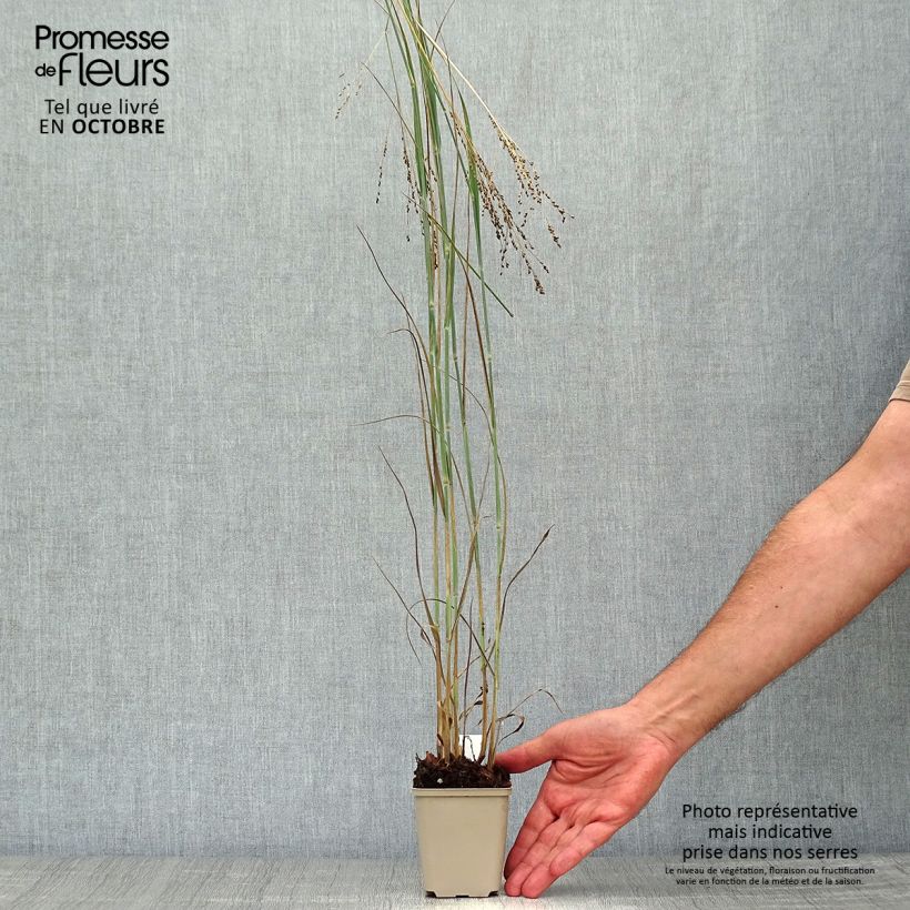 Amostra de Panicum virgatum Blue Darkness Vaso de 8/9 cm tal como entregue no outono