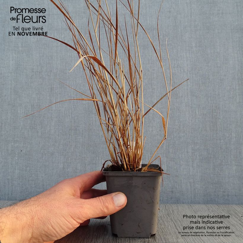 Amostra de Panicum virgatum Cheyenne Sky Vaso de 8/9 cm tal como entregue no outono
