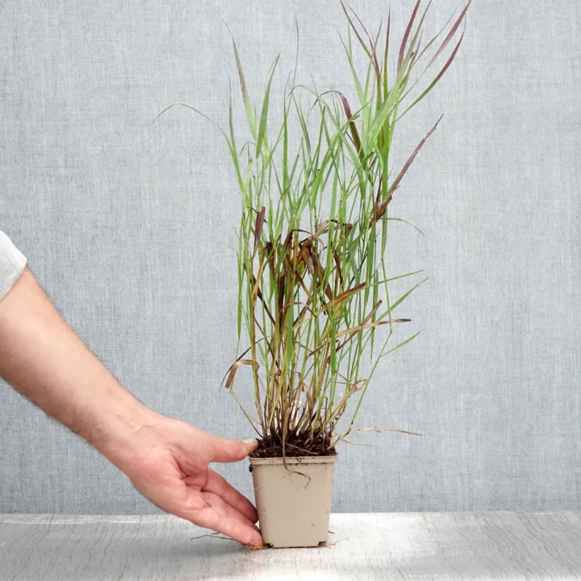 Amostra de Panicum virgatum Cheyenne Sky Vaso de 8/9 cm tal como entregue no verão