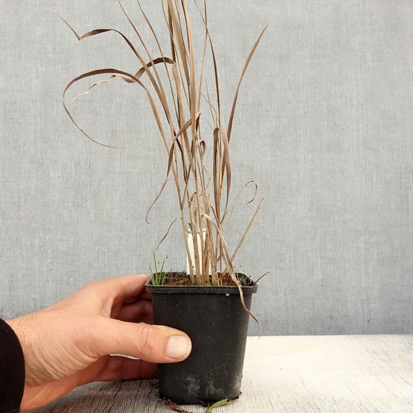 Amostra de Panicum virgatum Cloud Nine Vaso de 8/9 cm tal como entregue no outono