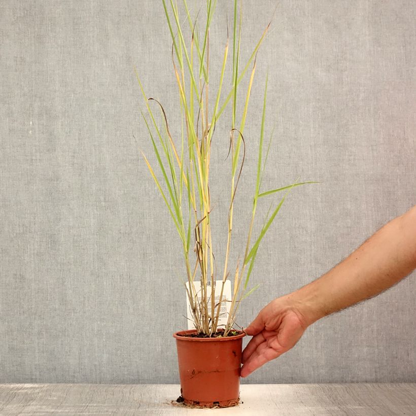 Amostra de Panicum virgatum Cloud Nine Vaso de 1 L/1,5 L tal como entregue no verão