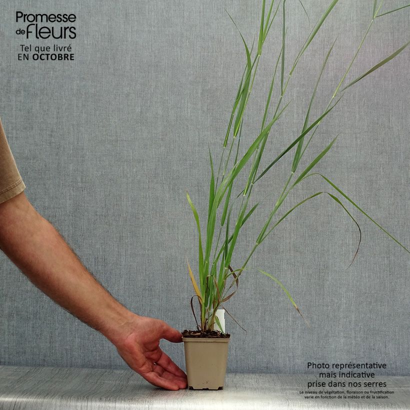 Amostra de Panicum virgatum Dallas Blues Vaso de 8/9 cm tal como entregue no outono