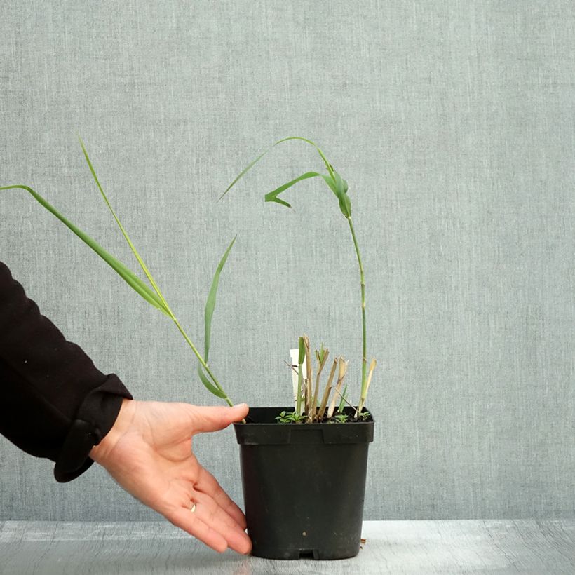 Amostra de Panicum virgatum Dallas Blues Vaso de 2 L/3 L tal como entregue no outono