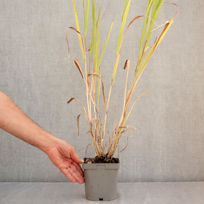 Amostra de Panicum virgatum Dallas Blues Vaso de 2 L/3 L tal como entregue no verão