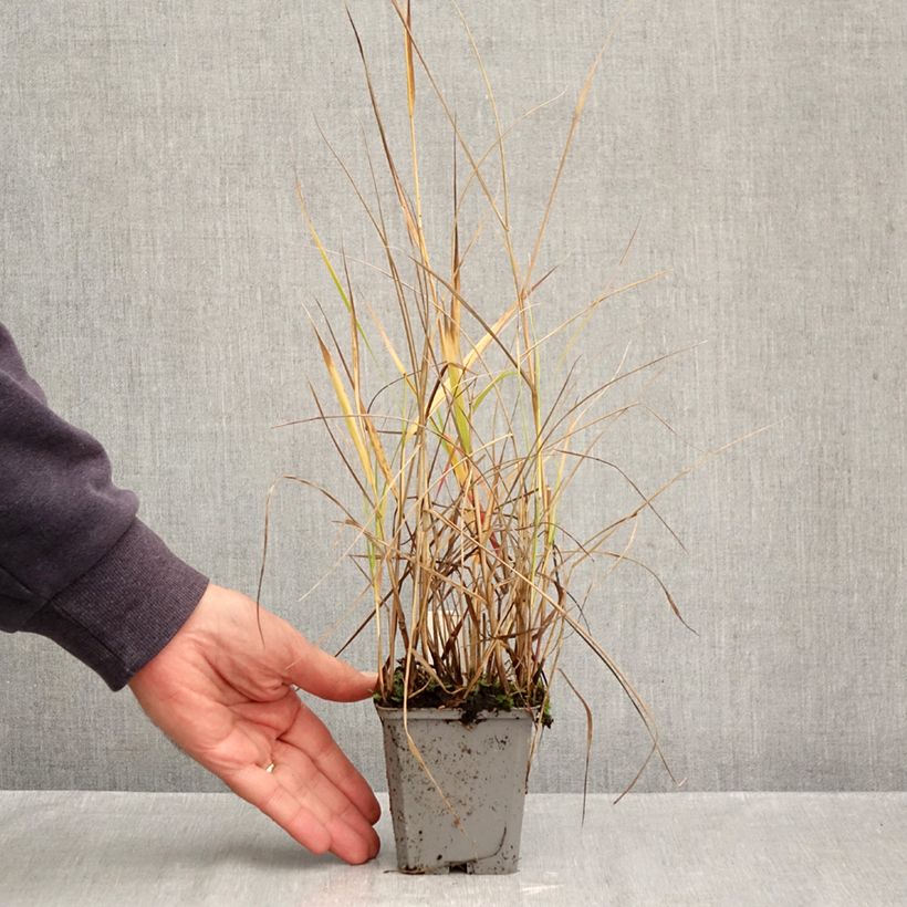 Amostra de Panicum virgatum Hanse Herms Vaso de 8/9 cm tal como entregue no outono
