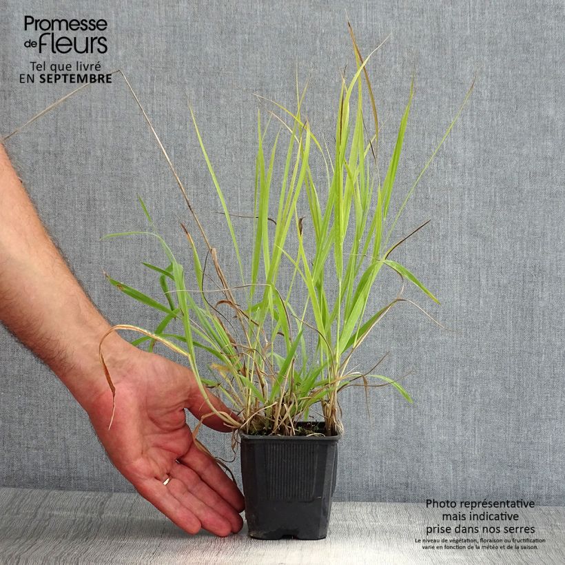 Amostra de Panicum virgatum Hanse Herms Vaso de 8/9 cm tal como entregue no verão
