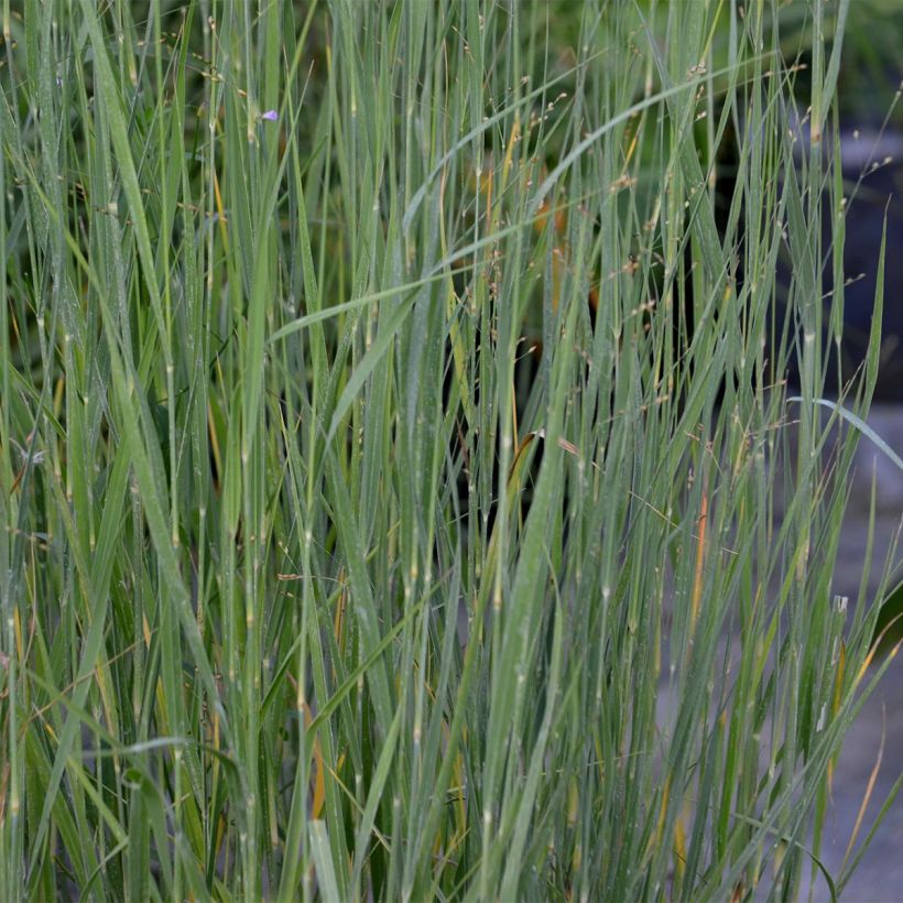 Panicum virgatum Heavy Metal (Folhagem)
