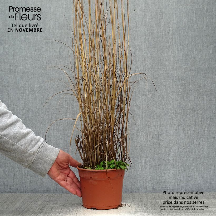 Amostra de Panicum virgatum Heavy Metal Vaso de 2 L/3 L tal como entregue no outono