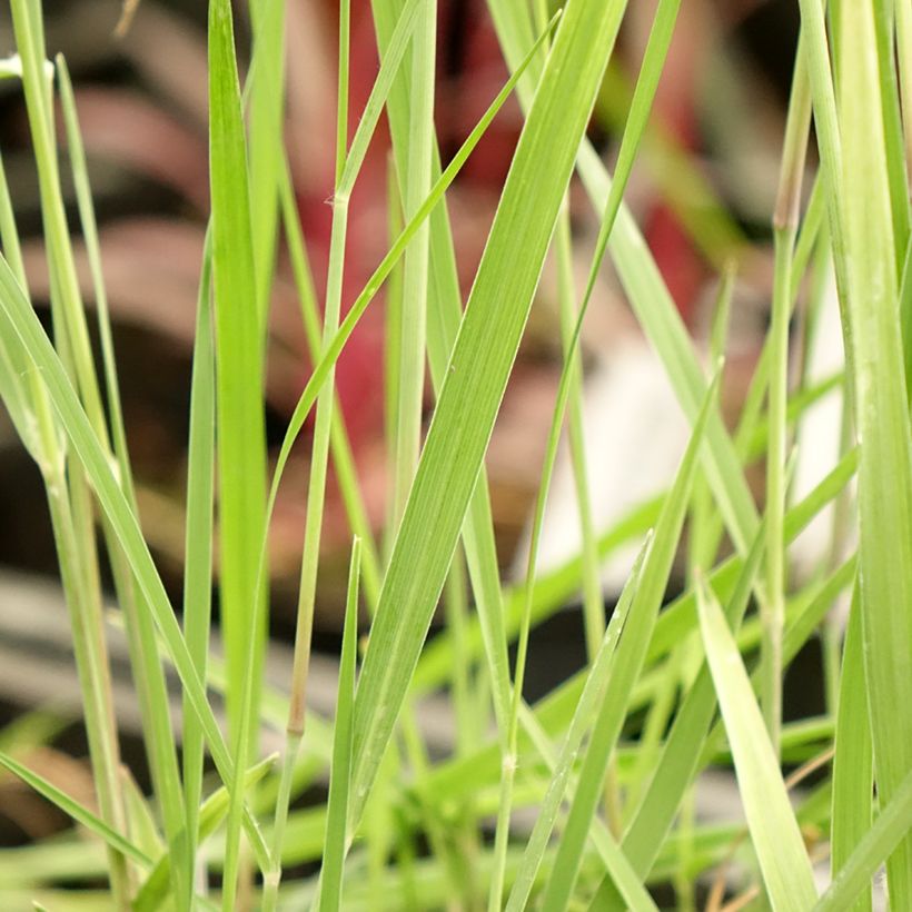 Panicum virgatum Heiliger Hain (Folhagem)