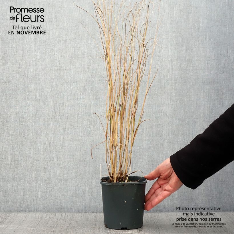 Amostra de Panicum virgatum Heiliger Hain Vaso de 2 L/3 L tal como entregue no outono