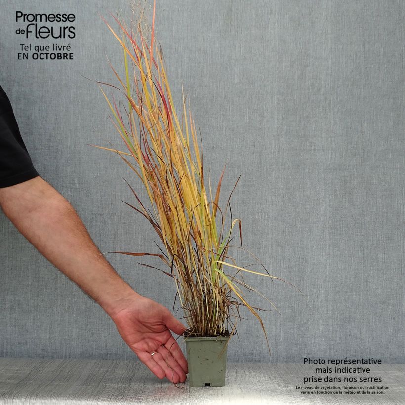 Amostra de Panicum virgatum Hot Rod Vaso de 8/9 cm tal como entregue no outono