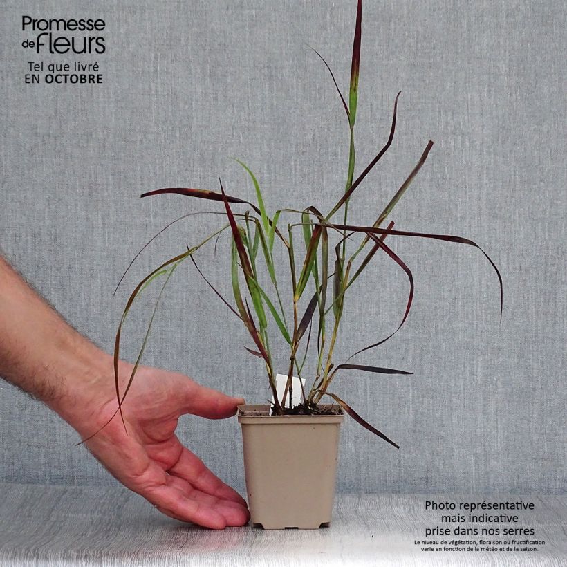 Amostra de Panicum virgatum Kulsenmoor Vaso de 8/9 cm tal como entregue no outono