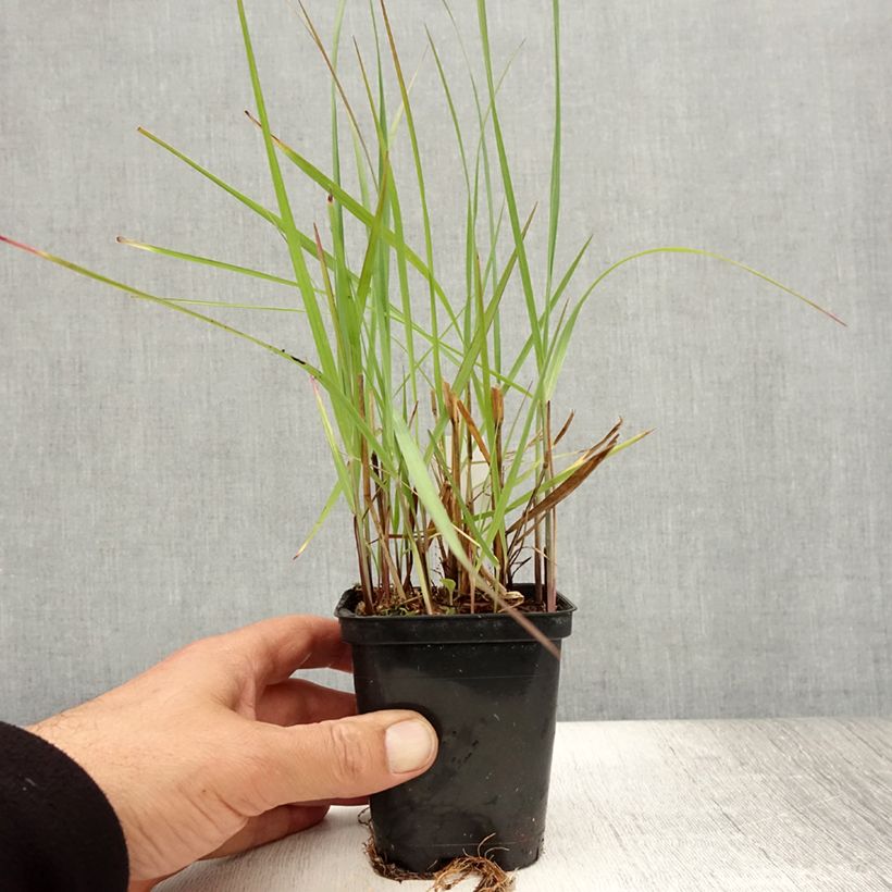 Amostra de Panicum virgatum Northwind Vaso de 8/9 cm tal como entregue no verão
