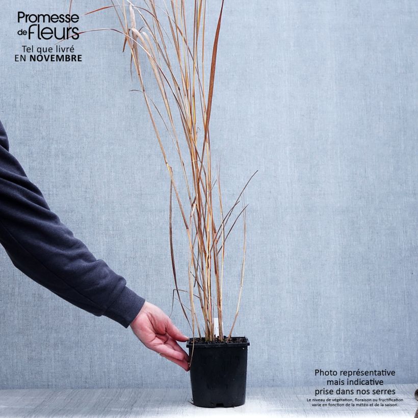 Amostra de Panicum virgatum Northwind Vaso de 2 L/3 L tal como entregue no outono