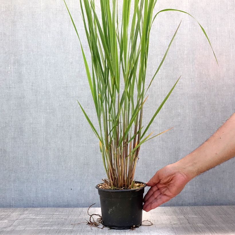 Amostra de Panicum virgatum Northwind Vaso de 2 L/3 L tal como entregue no verão