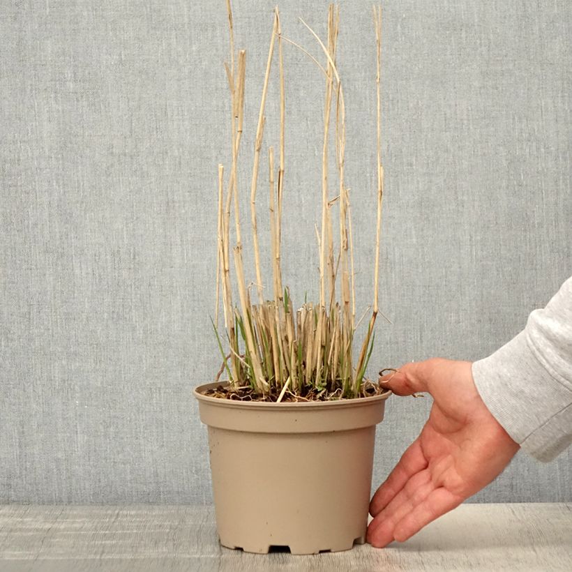 Amostra de Panicum virgatum Northwind Vaso de 2 L/3 L tal como entregue na primavera