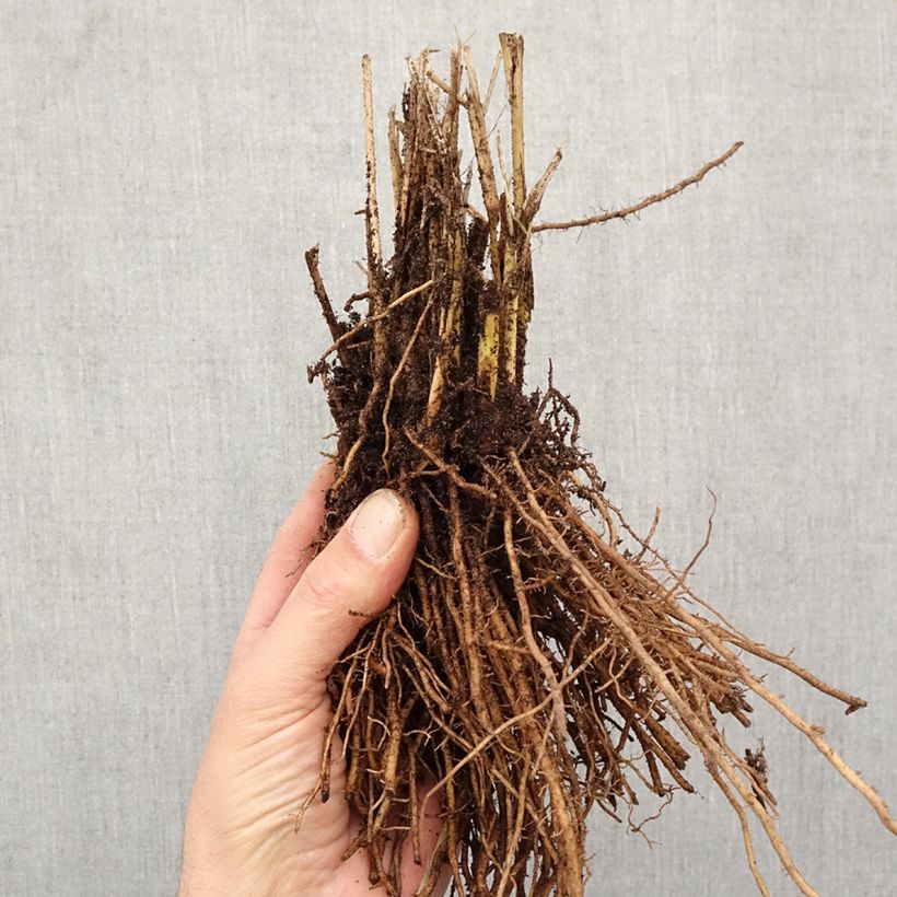 Amostra de Panicum virgatum Northwind Raízes nuas tal como entregue no inverno