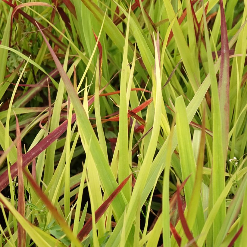 Panicum virgatum Oxblood Autumn (Folhagem)