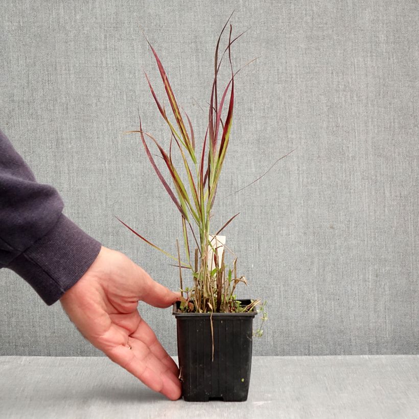 Amostra de Panicum virgatum Oxblood Autumn Vaso de 8/9 cm tal como entregue no outono