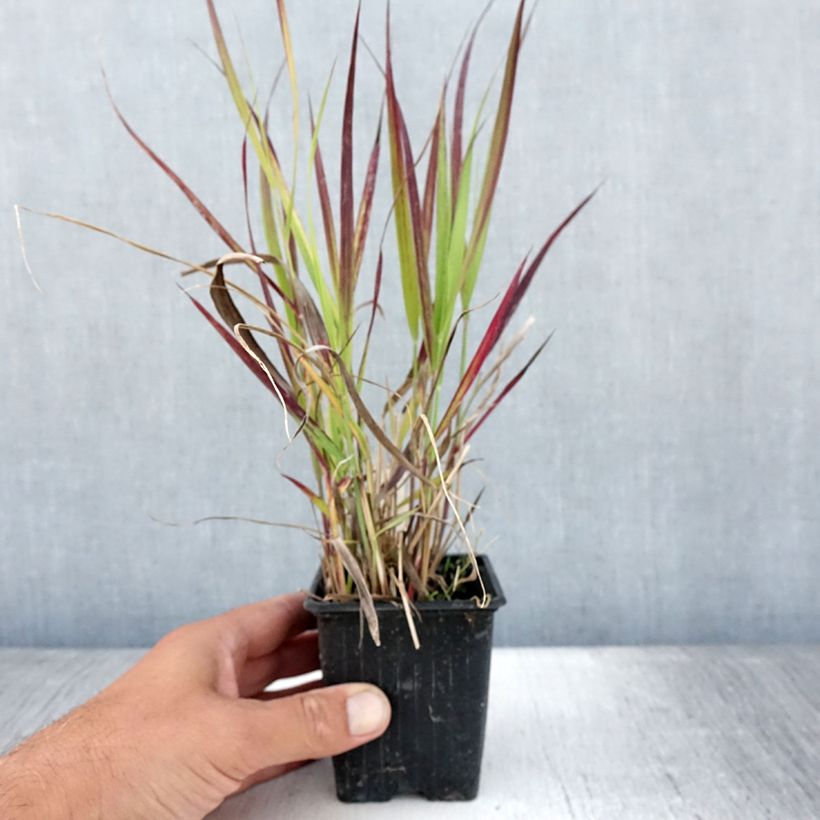 Amostra de Panicum virgatum Oxblood Autumn Vaso de 8/9 cm tal como entregue no verão
