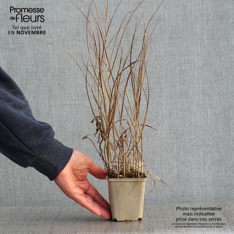Amostra de Panicum virgatum Prairie Sky Vaso de 8/9 cm tal como entregue no outono