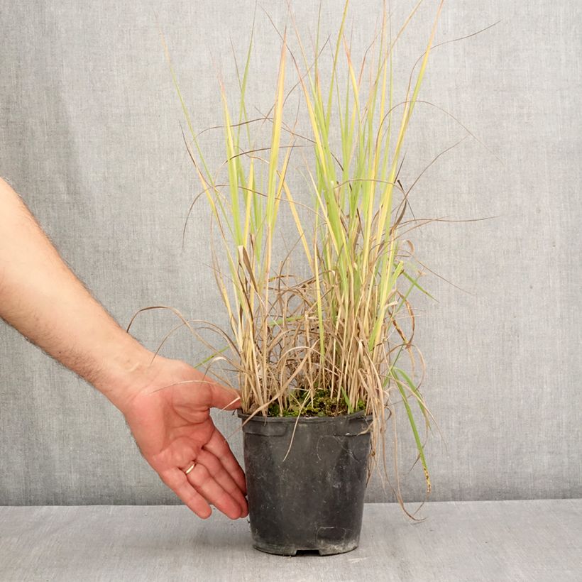 Amostra de Panicum virgatum Prairie Sky Vaso de 2 L/3 L tal como entregue no outono