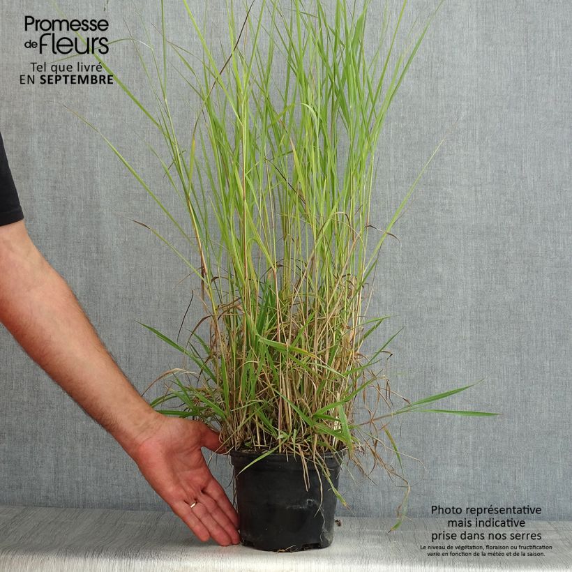 Amostra de Panicum virgatum Prairie Sky Vaso de 2 L/3 L tal como entregue no verão