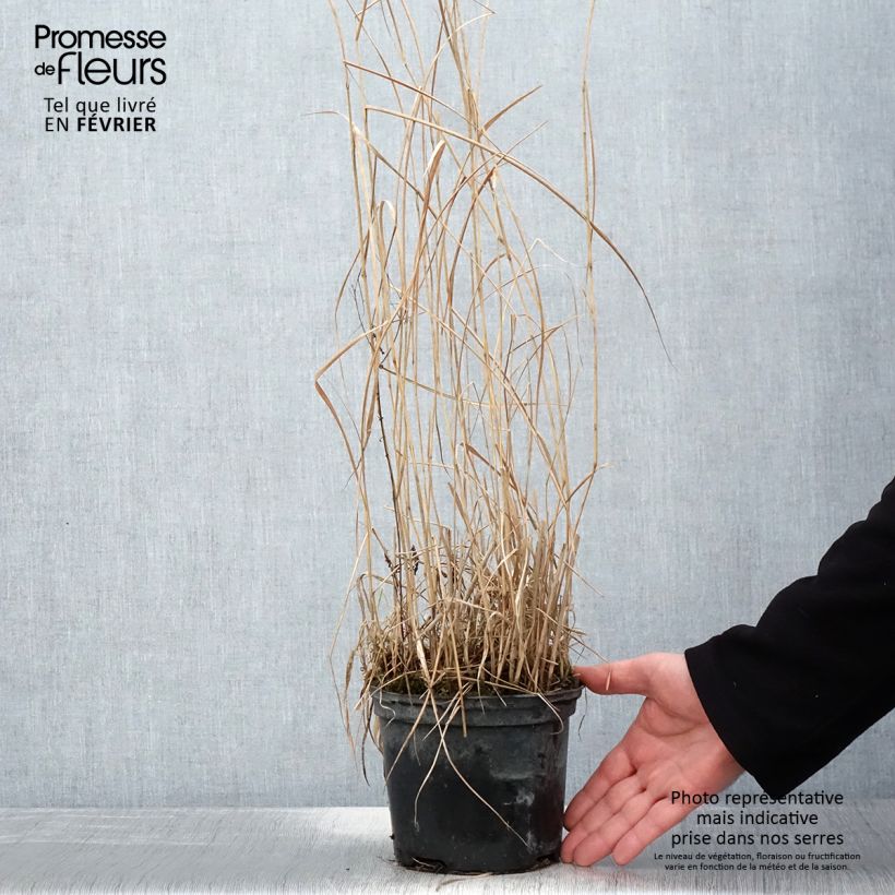Amostra de Panic érigé - Panicum virgatum Prairie Sky Vaso de 2 L/3 L tal como entregue no inverno