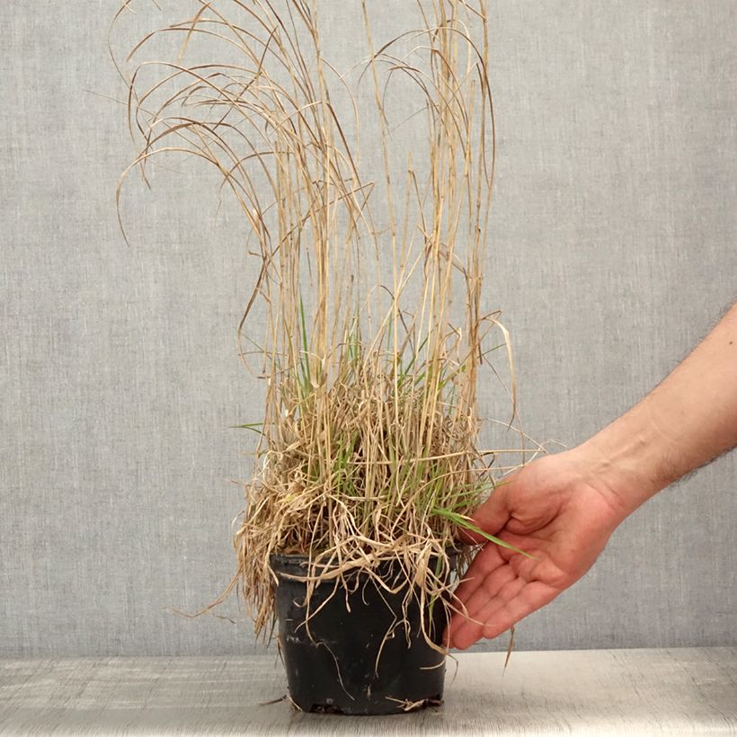 Amostra de Panicum virgatum Prairie Sky Vaso de 2 L/3 L tal como entregue na primavera
