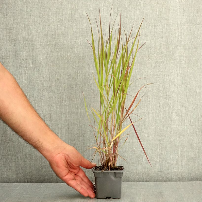 Amostra de Panicum virgatum Purple Tears Vaso de 8/9 cm tal como entregue no verão