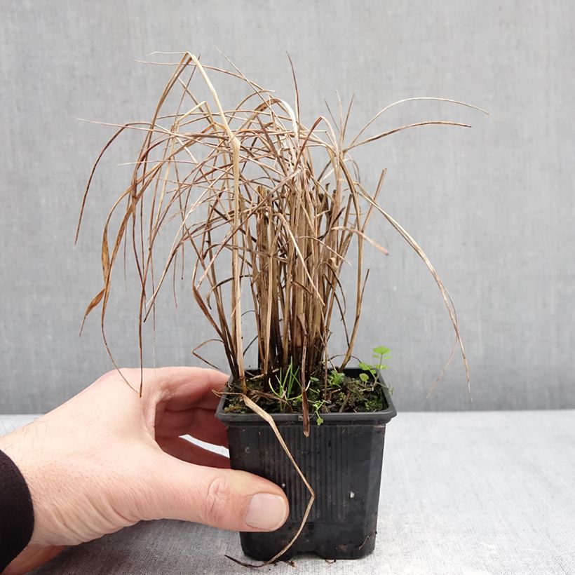 Amostra de Panicum virgatum Purple Tears Vaso de 8/9 cm tal como entregue no inverno