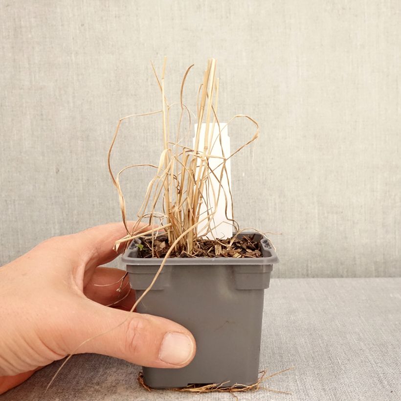 Amostra de Panicum virgatum Purple Tears Vaso de 8/9 cm tal como entregue na primavera