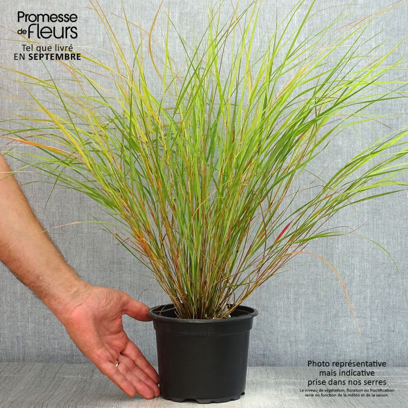Amostra de Panicum virgatum Rehbraun Vaso de 2 L/3 L tal como entregue no verão