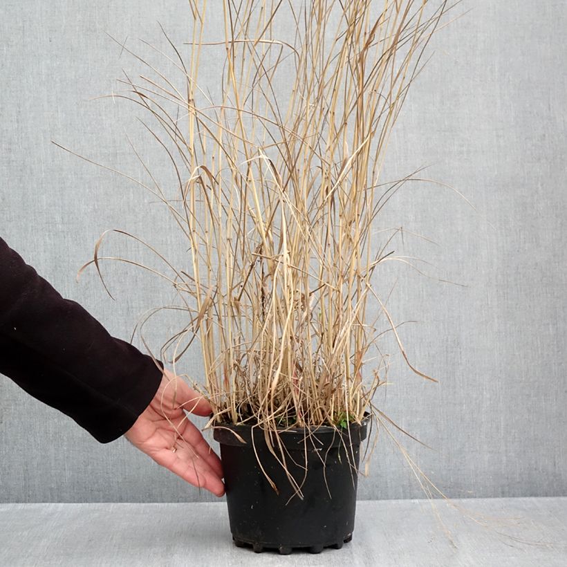 Amostra de Panicum virgatum Rehbraun Vaso de 2 L/3 L tal como entregue no outono