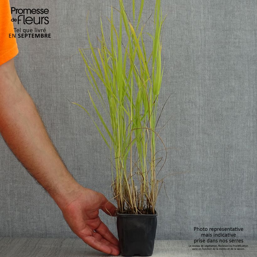 Amostra de Panicum virgatum Rotstrahlbusch Vaso de 8/9 cm tal como entregue no verão